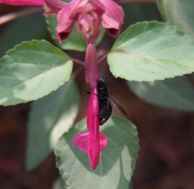 [A large all-black bee, including black wings, is perched on a thin, vertical hanging pink bloom. Green leaves are in the background.]